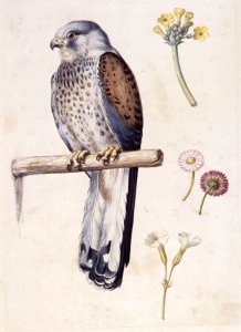 Study of a Lesser Kestrel and Flowers