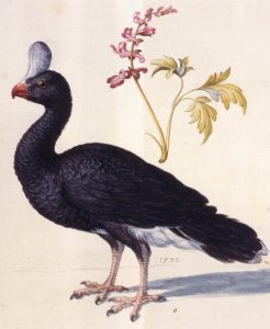 Study of a Helmeted Curassow